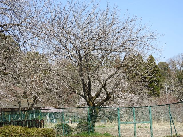 2024年4月2日関山樹形の写真