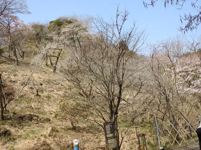 2024年4月2日ミヤマザクラ樹形の写真