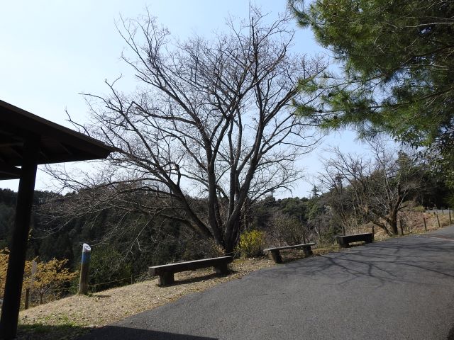2024年4月2日ヤマザクラ樹形の写真