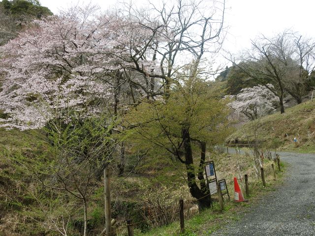 2024年4月4日チョウジザクラ樹形の写真