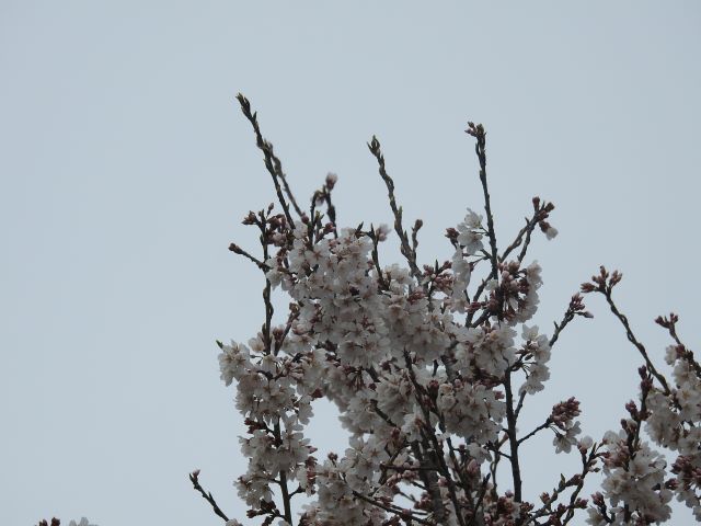 2024年4月4日エドヒガン花芽の写真