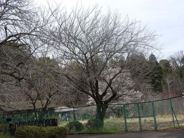2024年4月4日関山樹形の写真