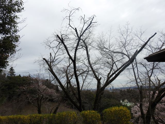 2024年4月4日オオシマザクラ樹形の写真
