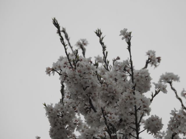 2024年4月8日エドヒガン花芽の写真