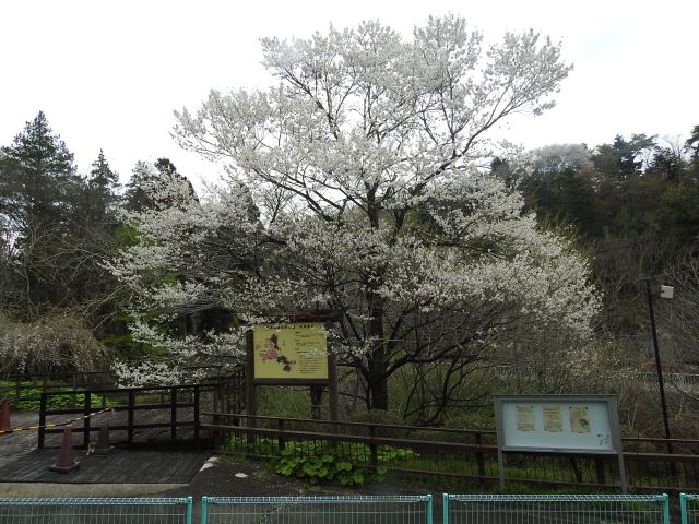 2024年4月8日エドヒガン樹形の写真