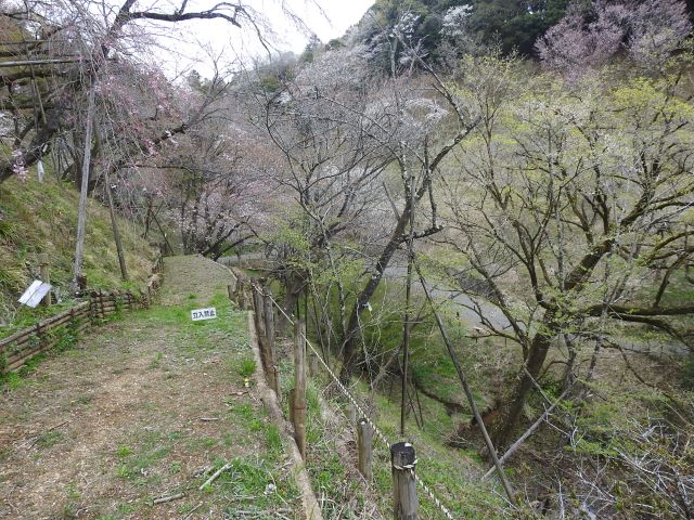 2024年4月8日カンヒザクラ樹形の写真