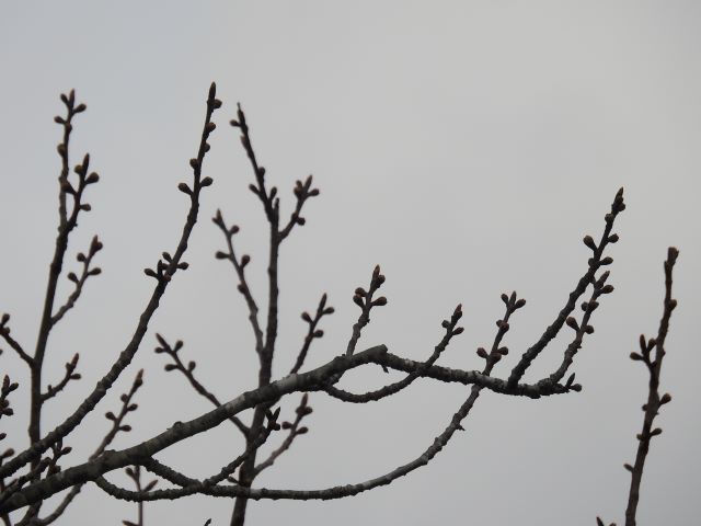 2024年4月8日関山花芽の写真
