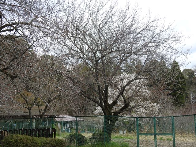 2024年4月8日関山樹形の写真