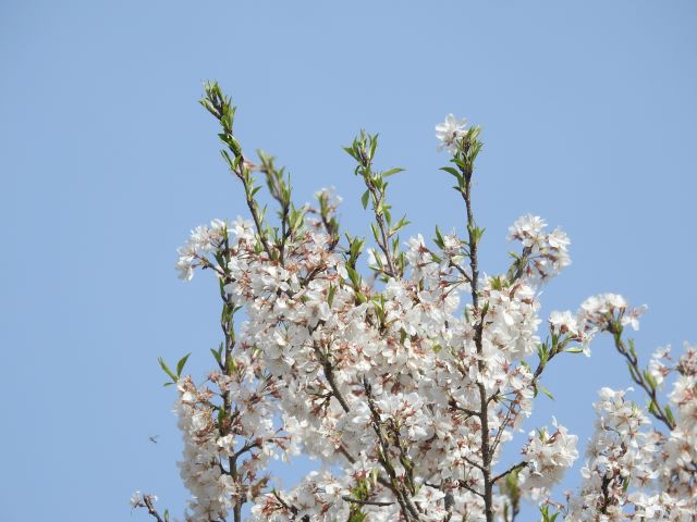 2024年4月11日エドヒガン花芽の写真