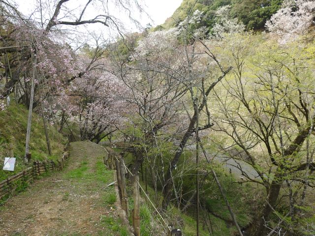 2024年4月11日カンヒザクラ樹形の写真