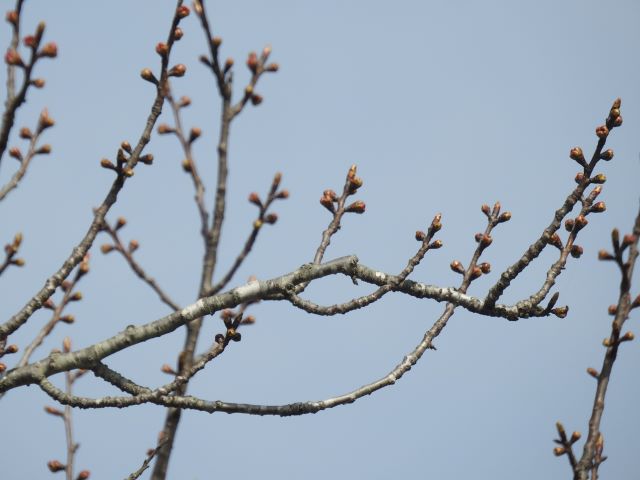 2024年4月11日関山花芽の写真