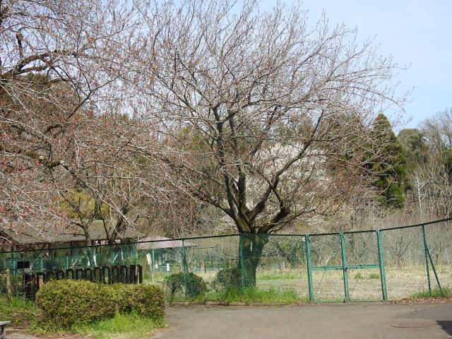 2024年4月11日関山樹形の写真