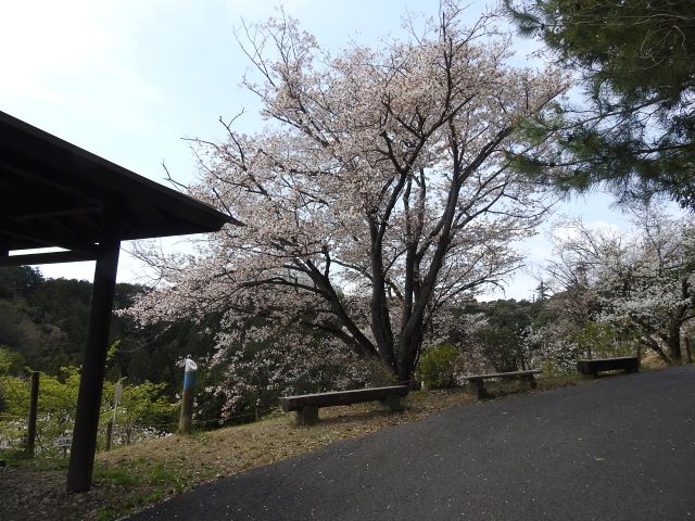 2024年4月11日ヤマザクラ樹形の写真