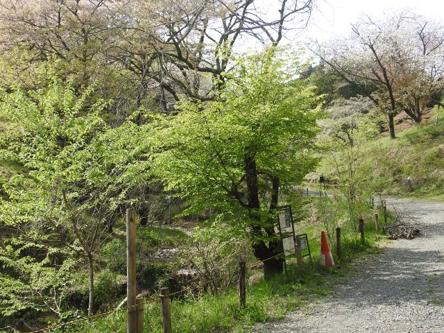 2024年4月15日チョウジザクラ樹形の写真