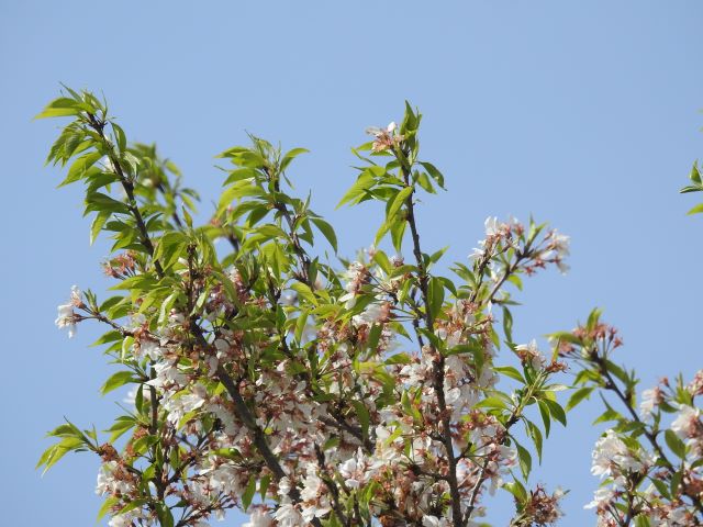 2024年4月15日エドヒガン花芽の写真