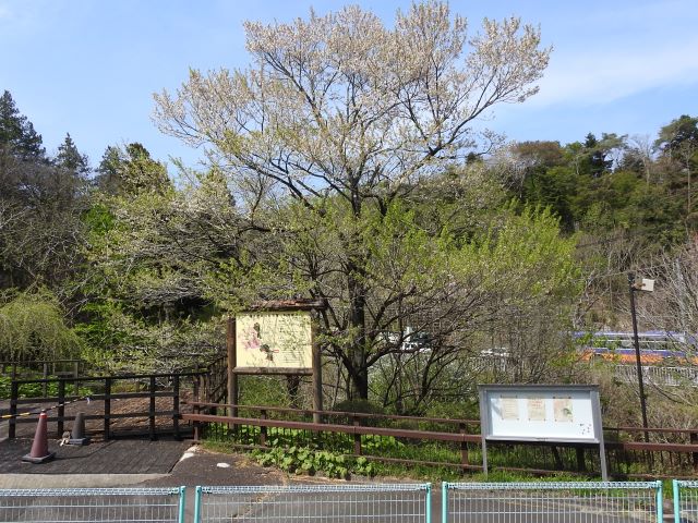 2024年4月15日エドヒガン樹形の写真