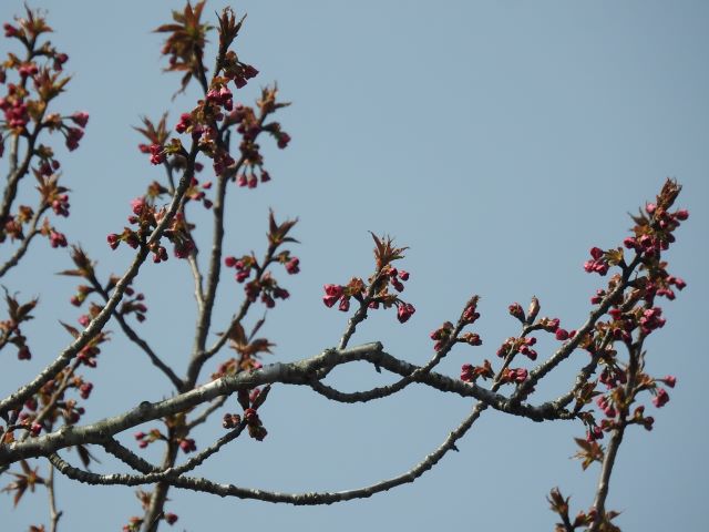2024年4月15日関山花芽の写真