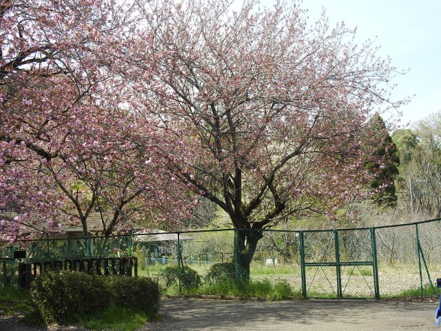 2024年4月15日関山樹形の写真