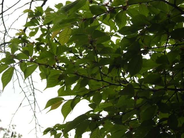 2024年4月18日チョウジザクラ花芽の写真
