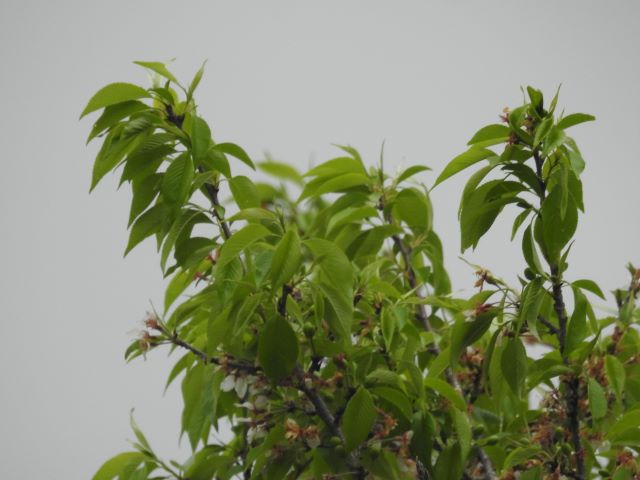 2024年4月18日エドヒガン花芽の写真