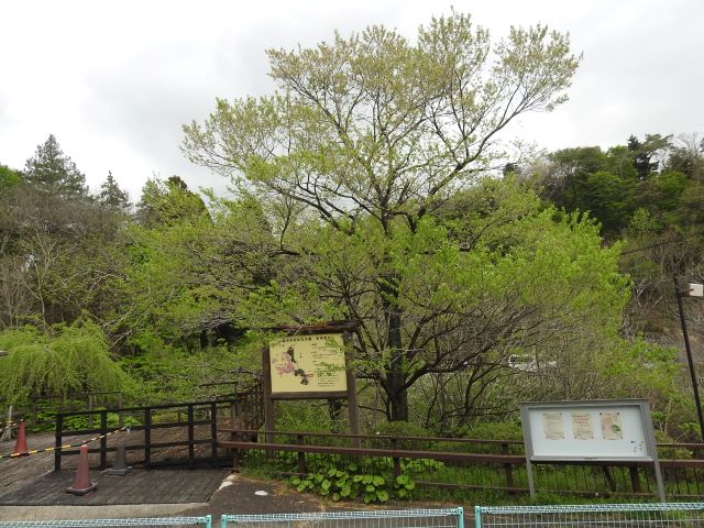 2024年4月18日エドヒガン樹形の写真