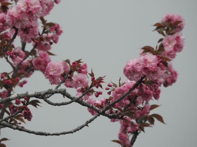 2024年4月18日関山花芽の写真