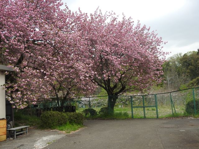 2024年4月18日関山樹形の写真