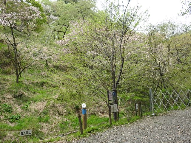 2024年4月18日ミヤマザクラ樹形の写真