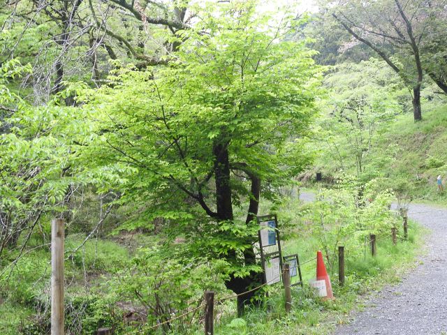 2024年4月23日チョウジザクラ樹形の写真