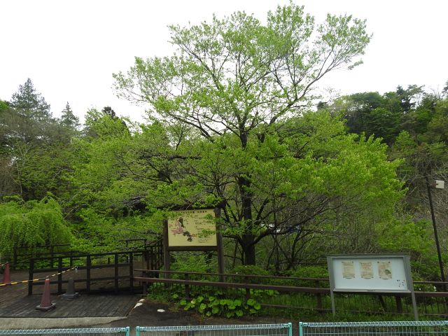 2024年4月23日エドヒガン樹形の写真