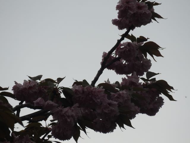 2024年4月23日関山花芽の写真