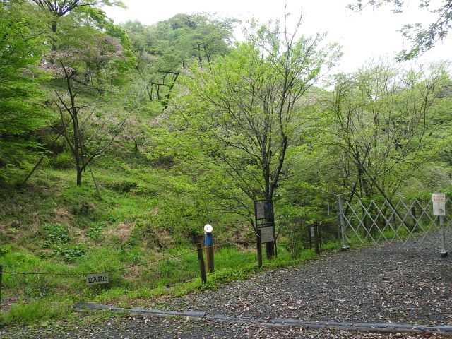 2024年4月23日ミヤマザクラ樹形の写真