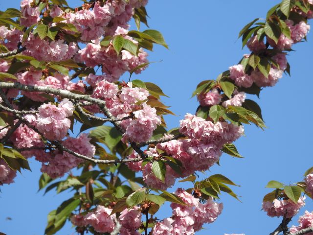 2025年4月25日関山花芽の写真