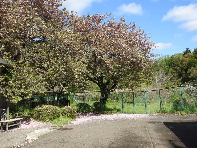 2024年4月25日関山樹形の写真