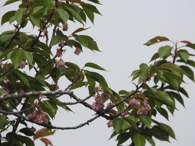 2024年4月30日関山花芽の写真
