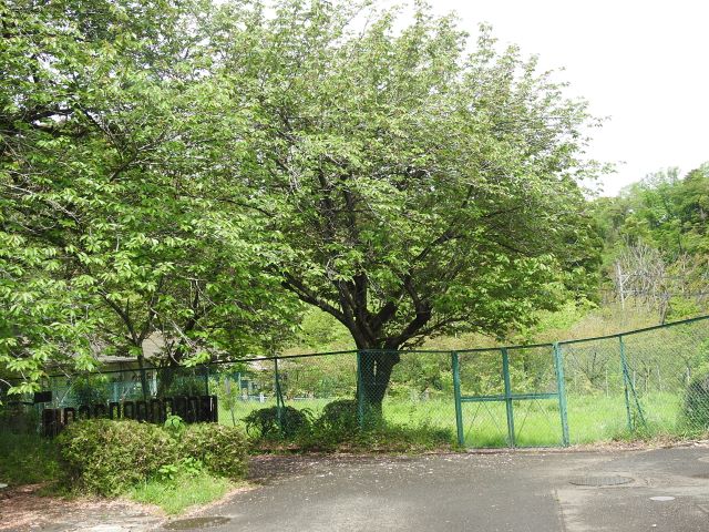 2024年4月30日関山樹形の写真
