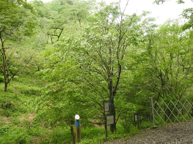 2024年4月30日ミヤマザクラ樹形の写真