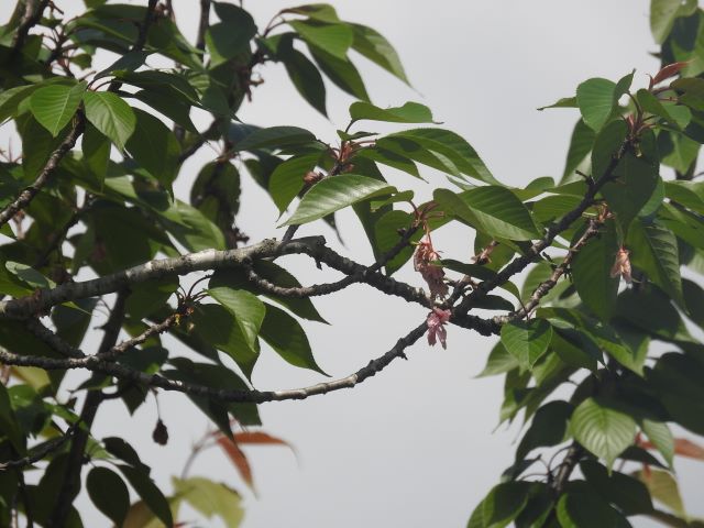 2024年5月2日関山花芽の写真