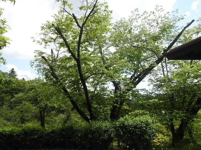 2024年5月2日オオシマザクラ樹形の写真