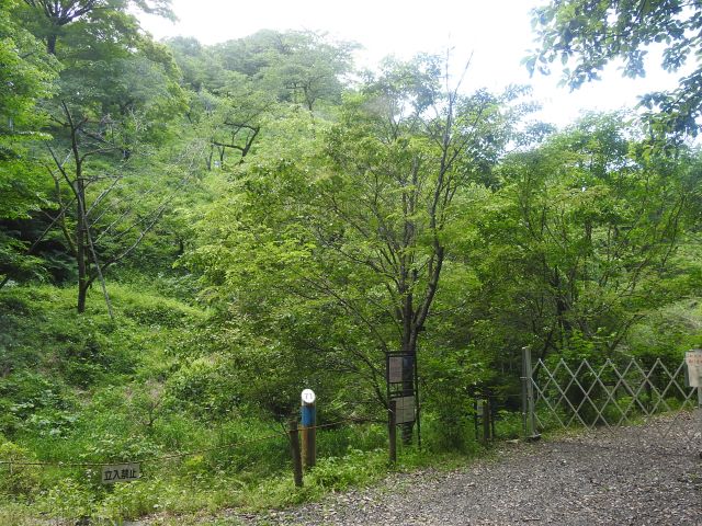 2024年5月16日ミヤマザクラ樹形の写真