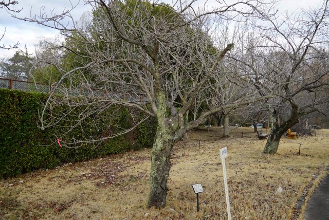 2024年2月26日関山樹形の写真