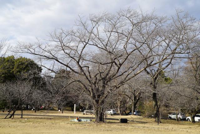 2024年2月26日染井吉野樹形の写真