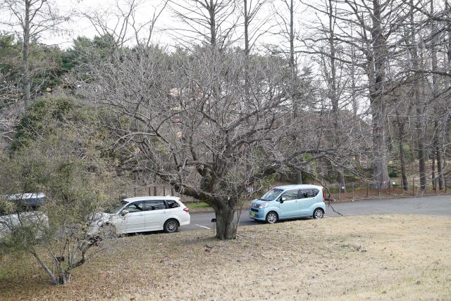 2024年2月29日オオシマザクラ樹形の写真