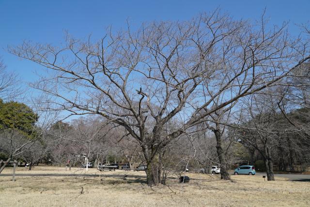 2024年3月4日染井吉野樹形の写真