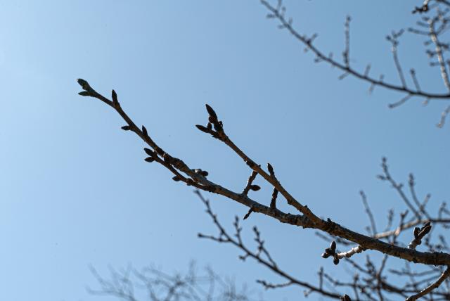 oshimazakura-f