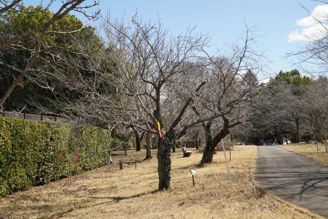 2024年3月21日関山樹形の写真