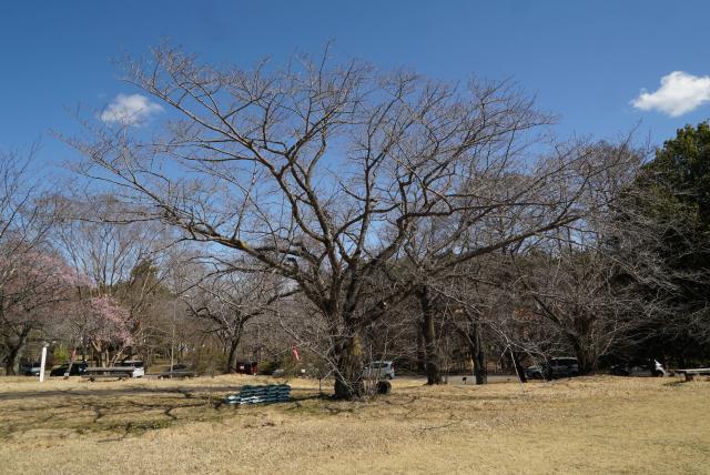 2024年3月21日染井吉野樹形の写真