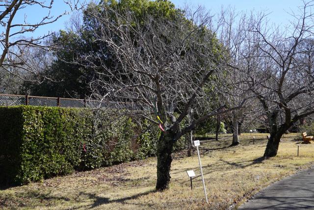 2024年3月27日関山樹形の写真