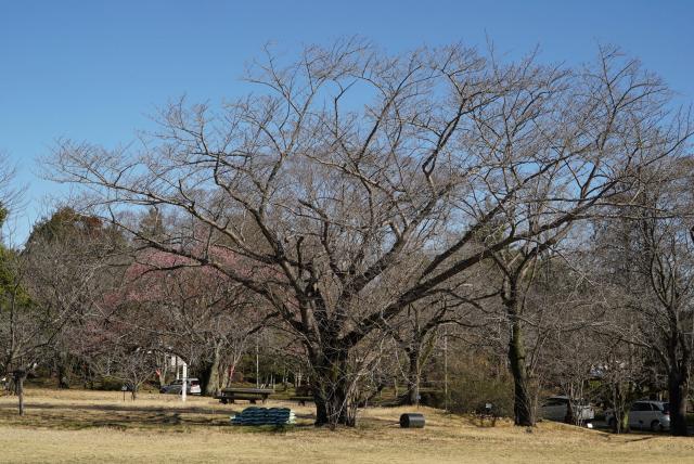 2024年3月27日染井吉野樹形の写真