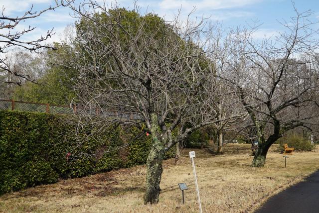 2024年3月29日関山樹形の写真